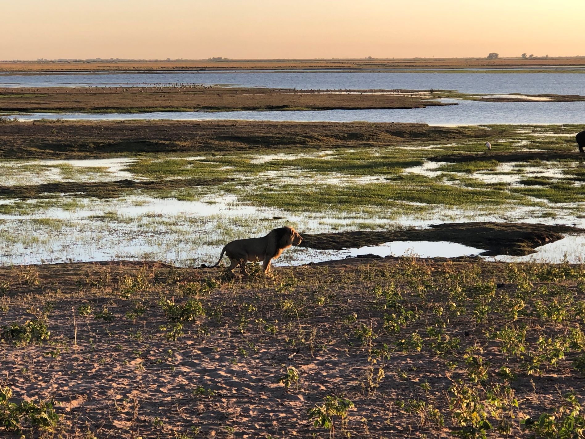 Chobe National Park, Botswana 