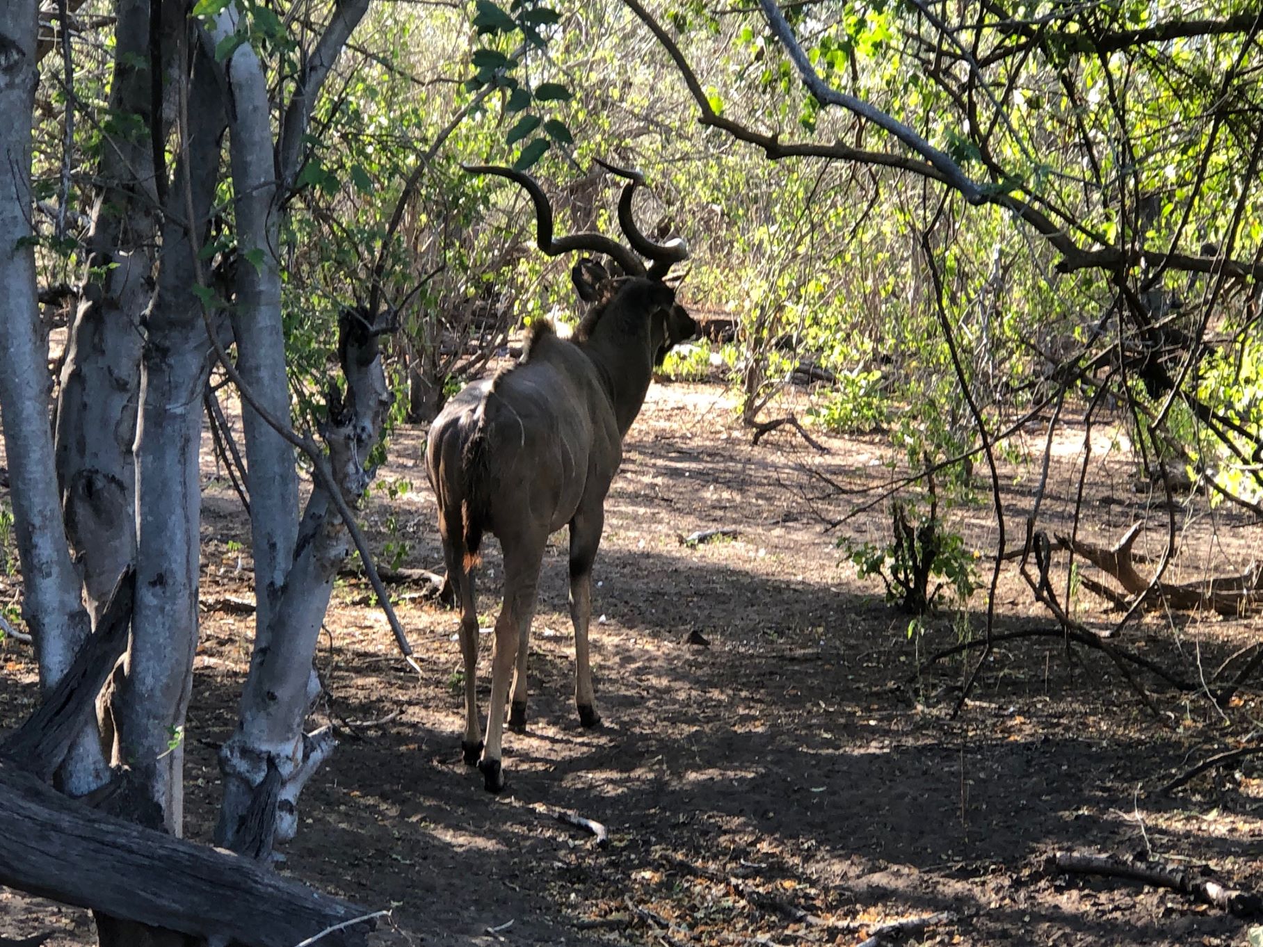 Chobe National Park, Botswana 