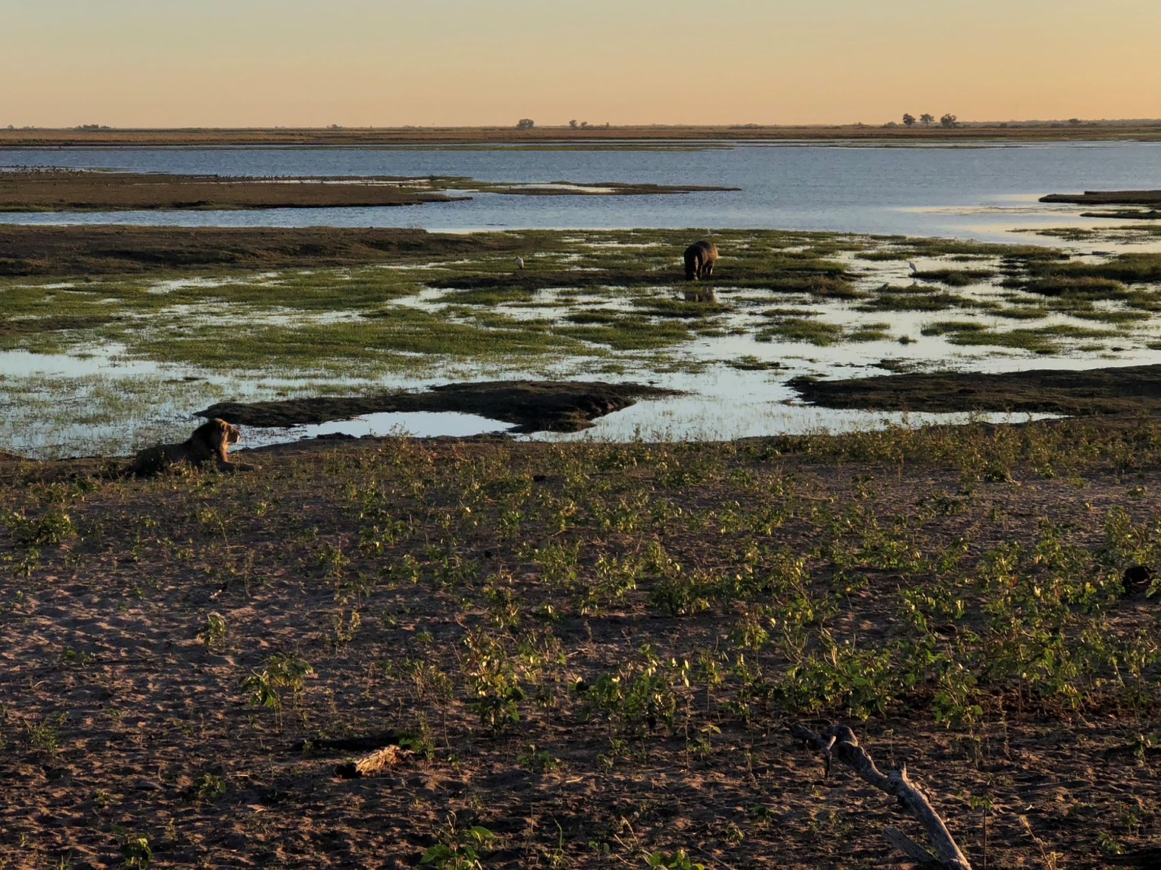 Chobe National Park, Botswana 