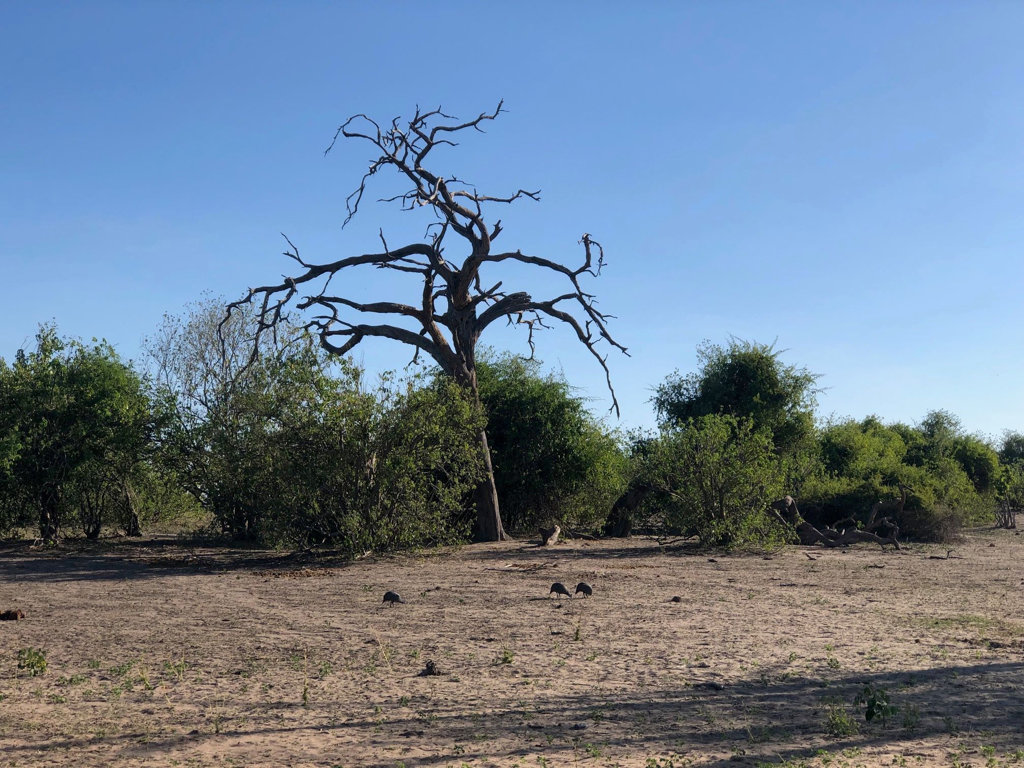 Chobe National Park, Botswana 