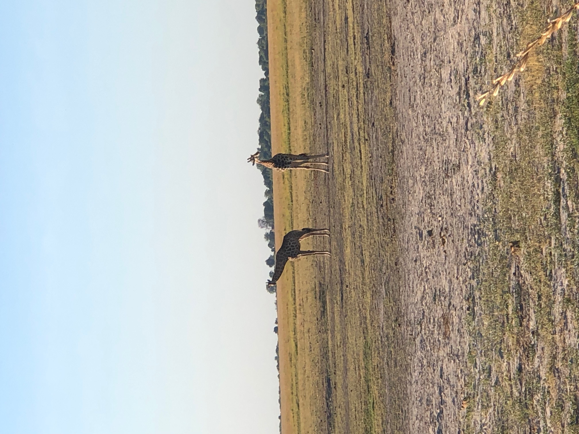 Chobe National Park, Botswana 