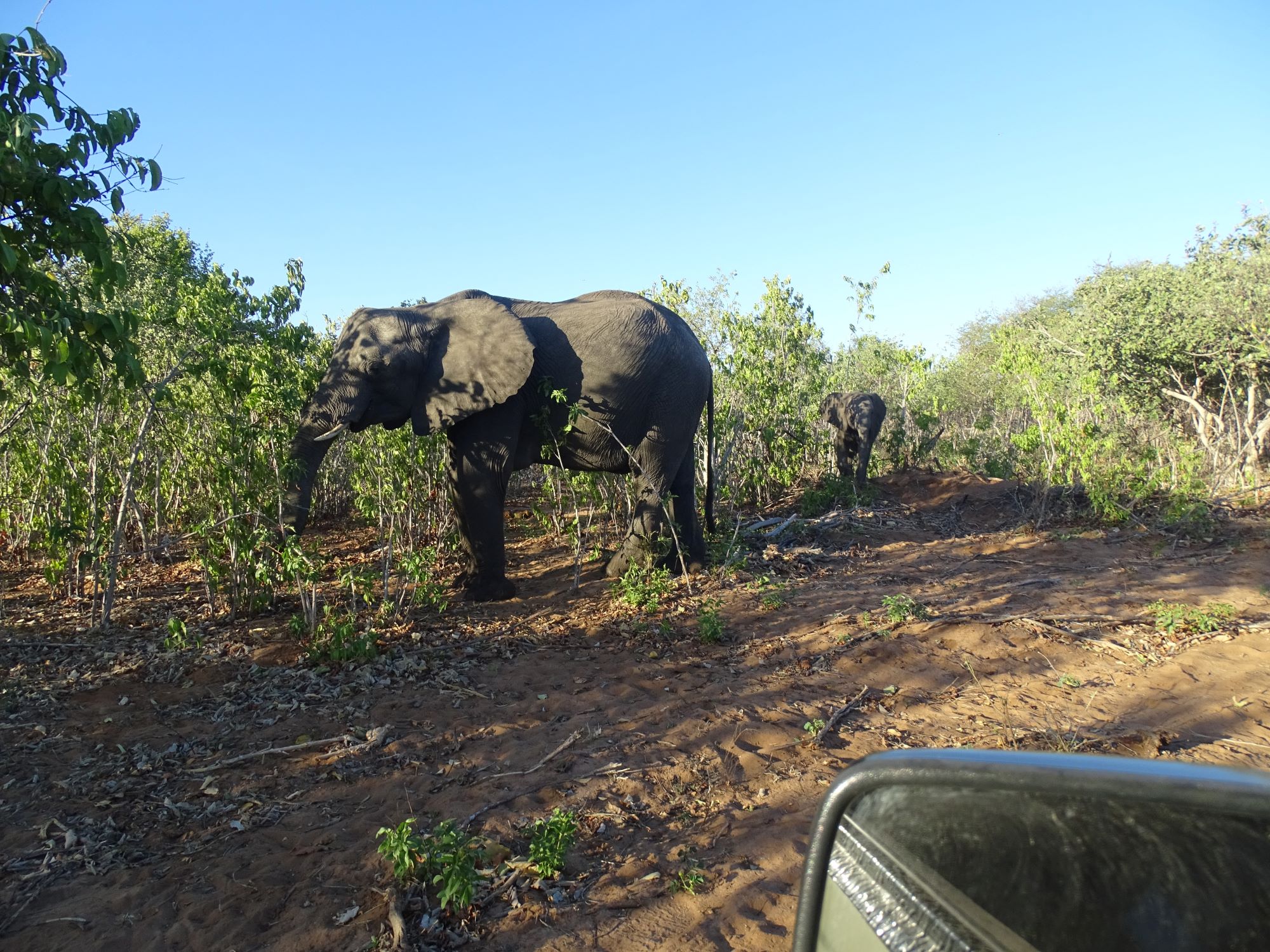 Breakfast, Chobe National Park, Botswana