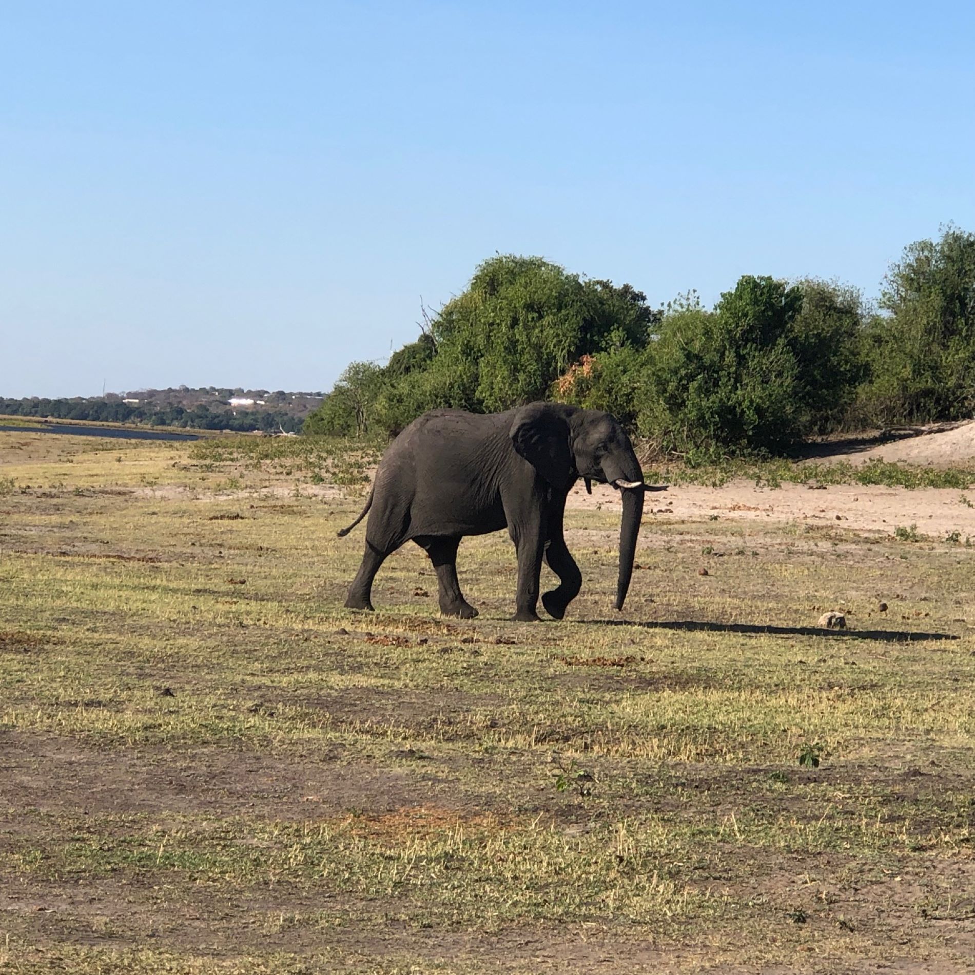 Chobe National Park, Botswana