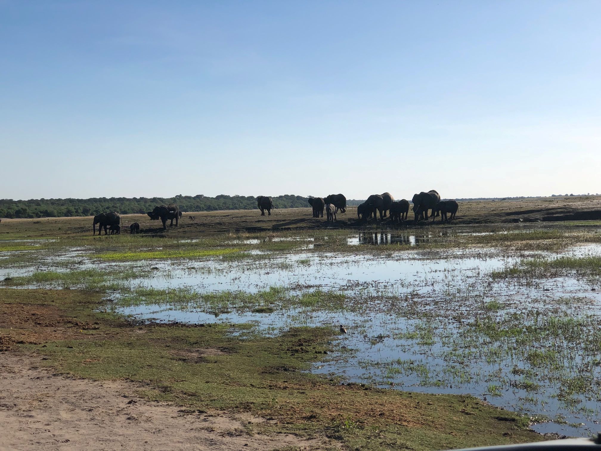 Cooling Off,  Chobe National Park, Botswana