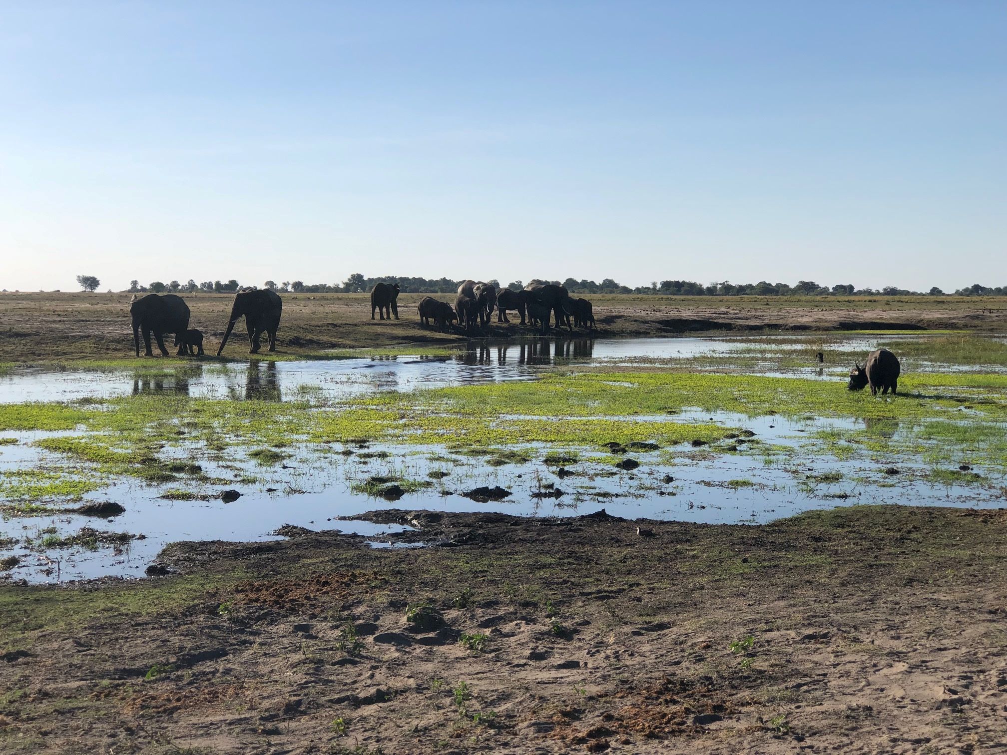 Cooling Off,  Chobe National Park, Botswana