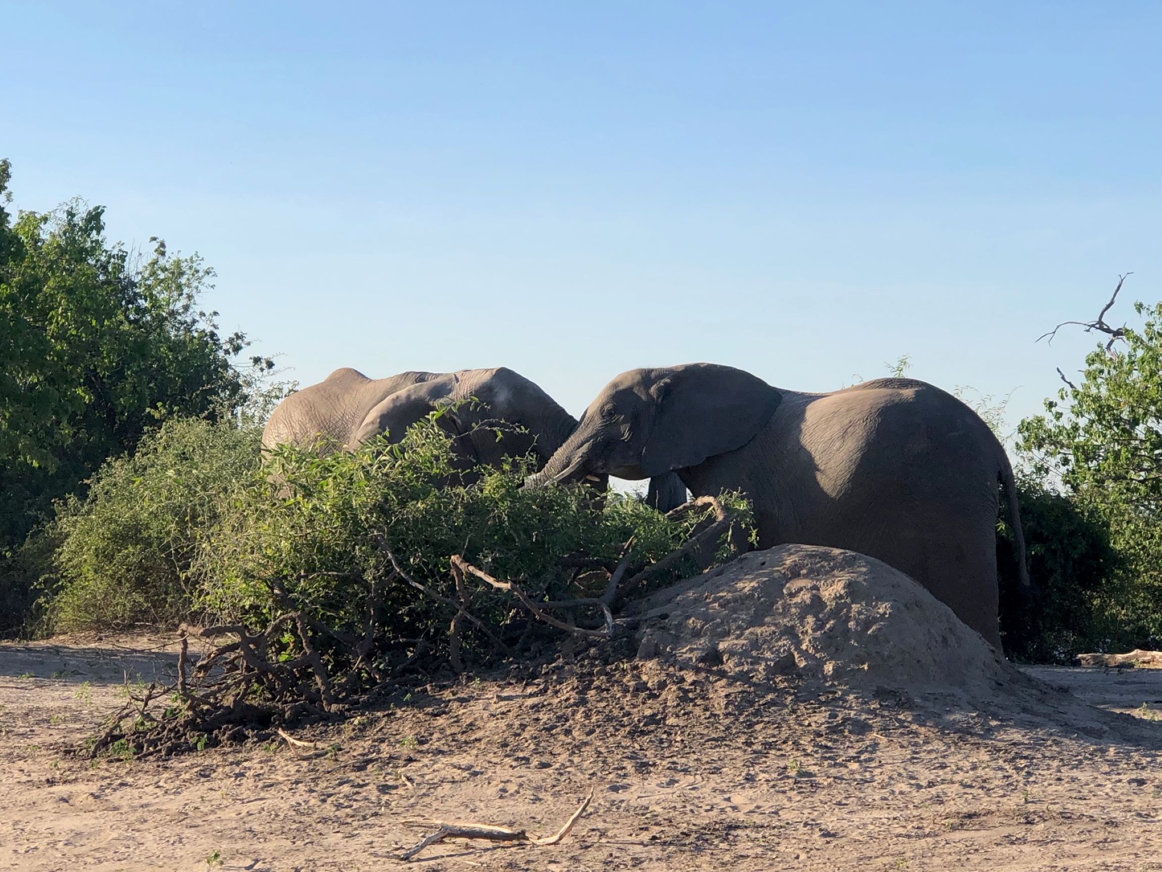 Sister and Brother, Chobe National Park, Botswana