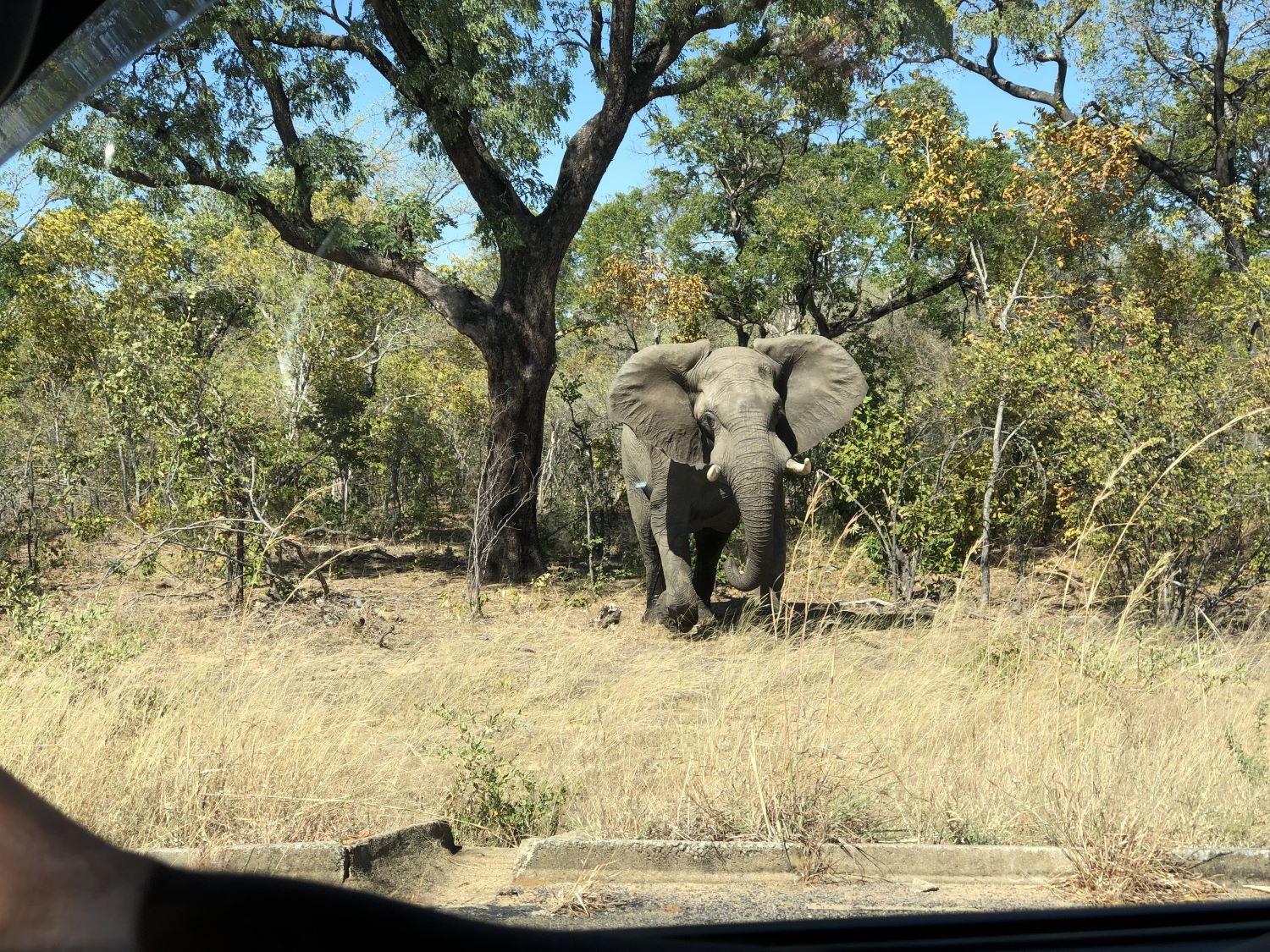 Goodbye, Chobe National Park, Botswana