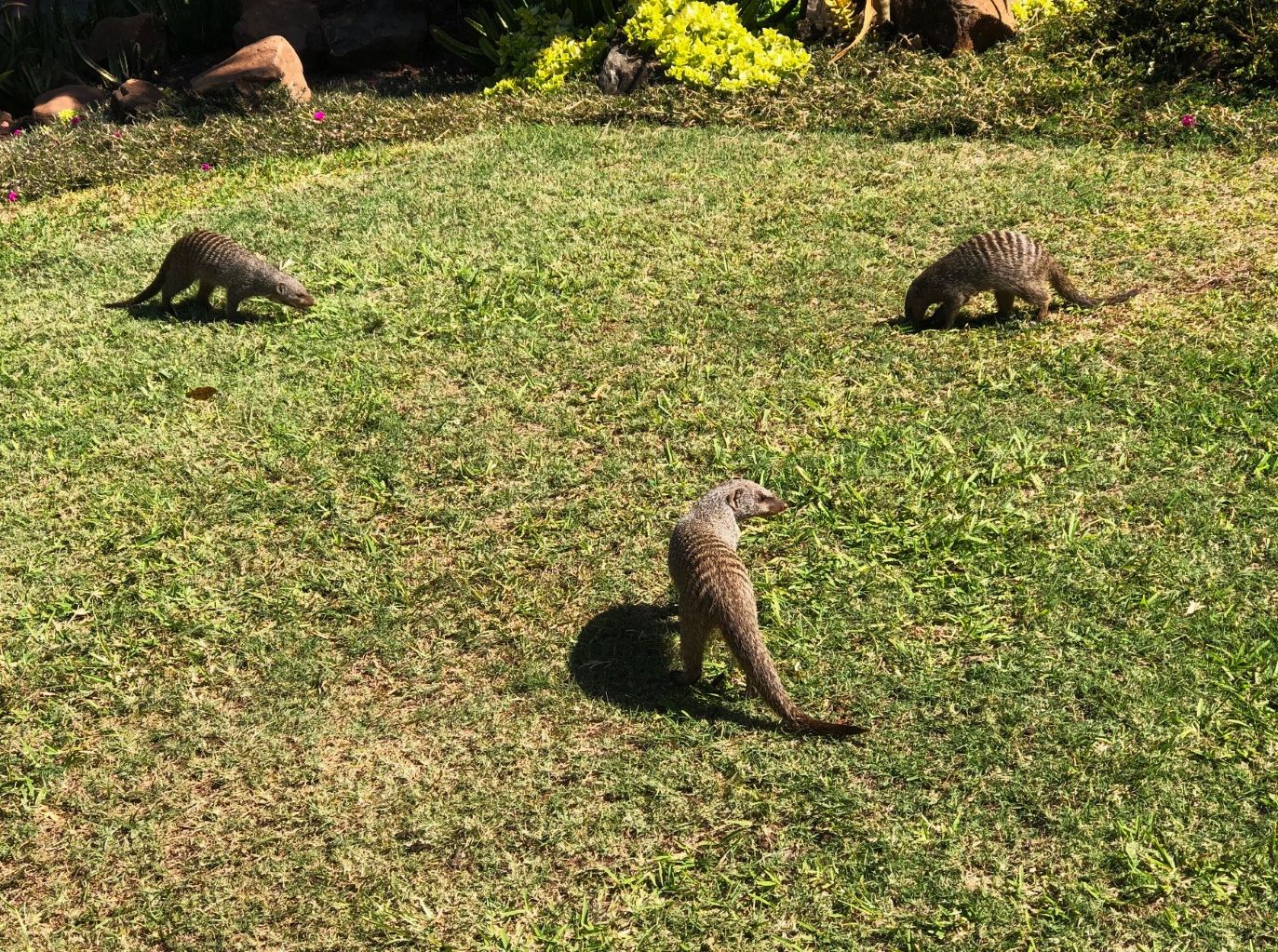 Banded Mongoose, Lookout Cafe, Victoria Falls, Zimbabwe 