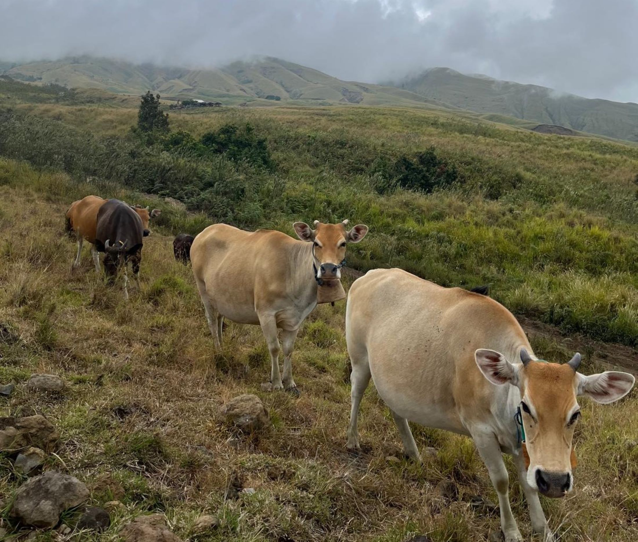 Indigenous Bali Cattle, Lombok Island, Indonesia