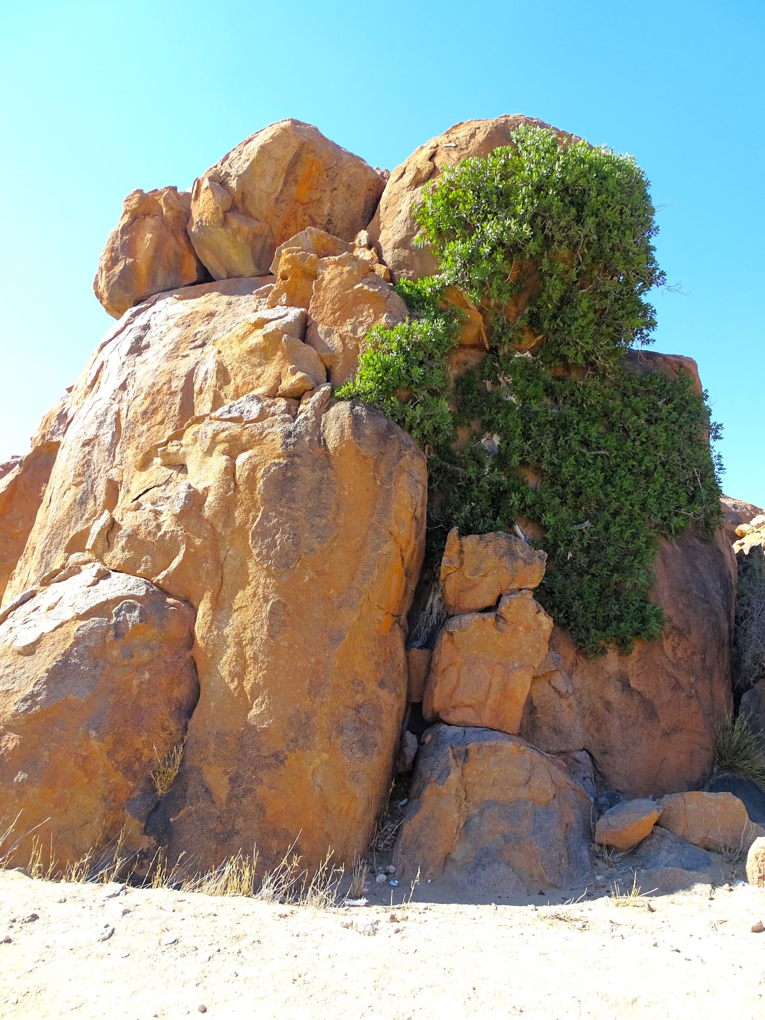 Granite Outcrop and Fig Tree, Kobos, Namibia