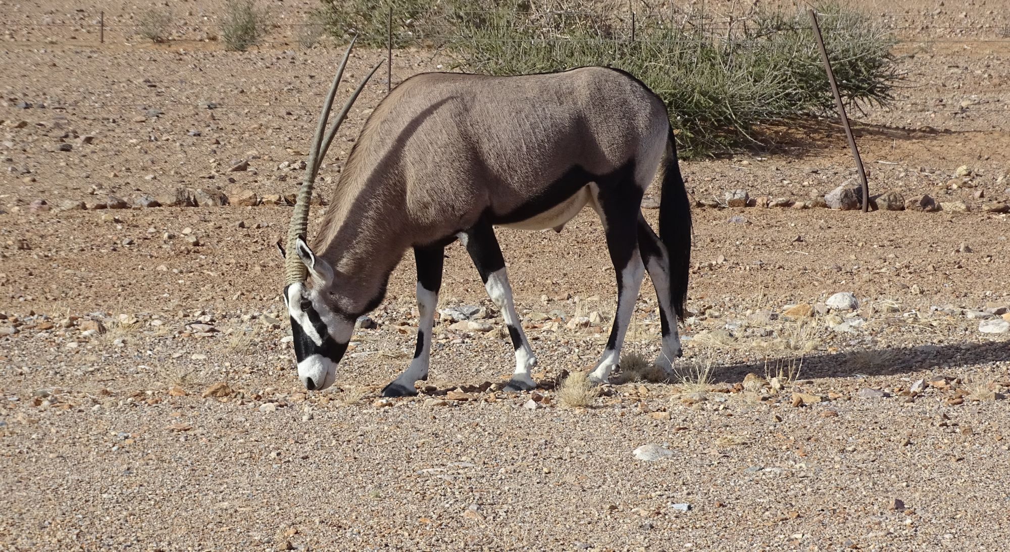 East African oryx, Namib-Naukluft National Park, Namibia 