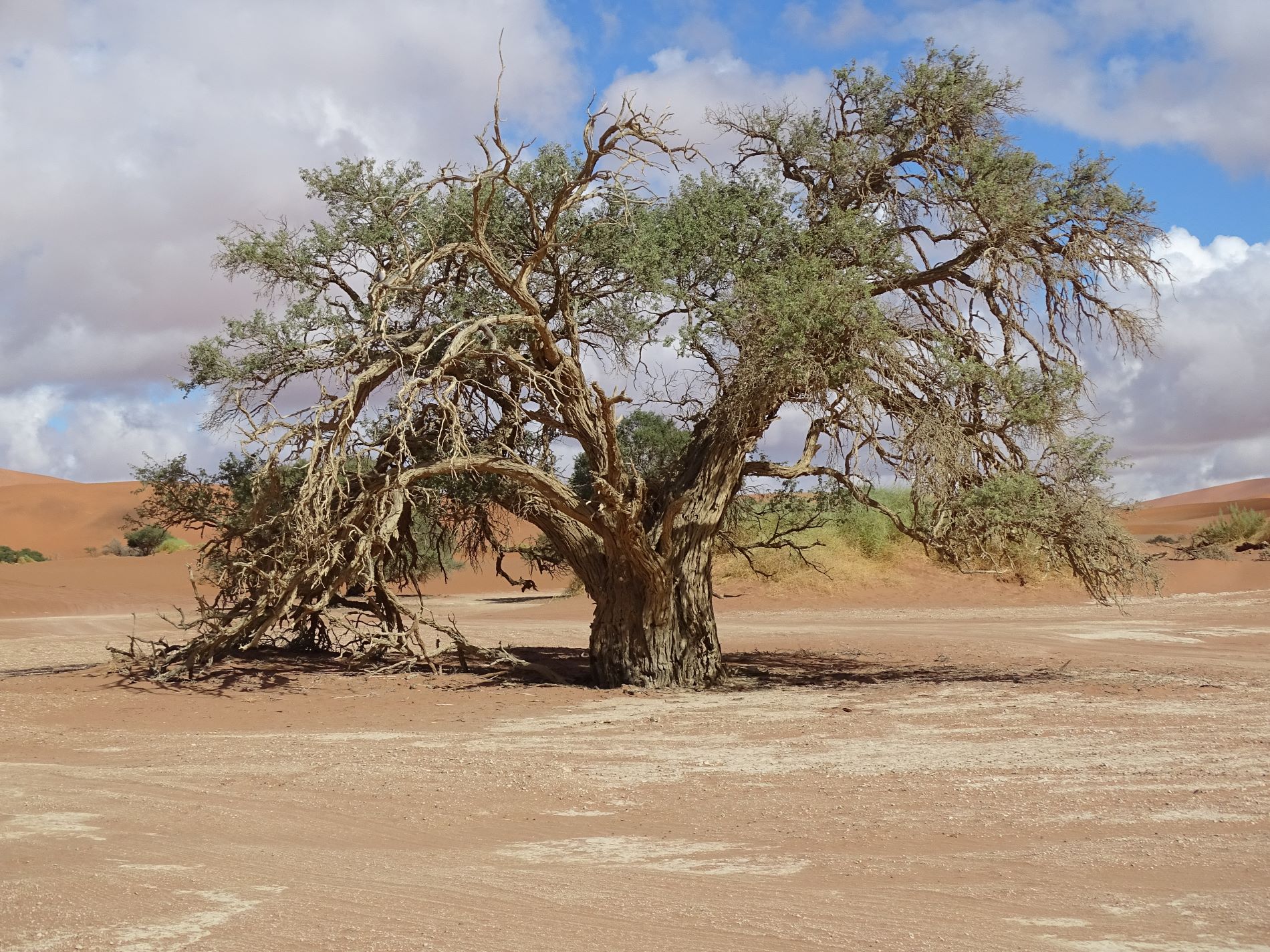 Sossusvlei Dunes, Namibia