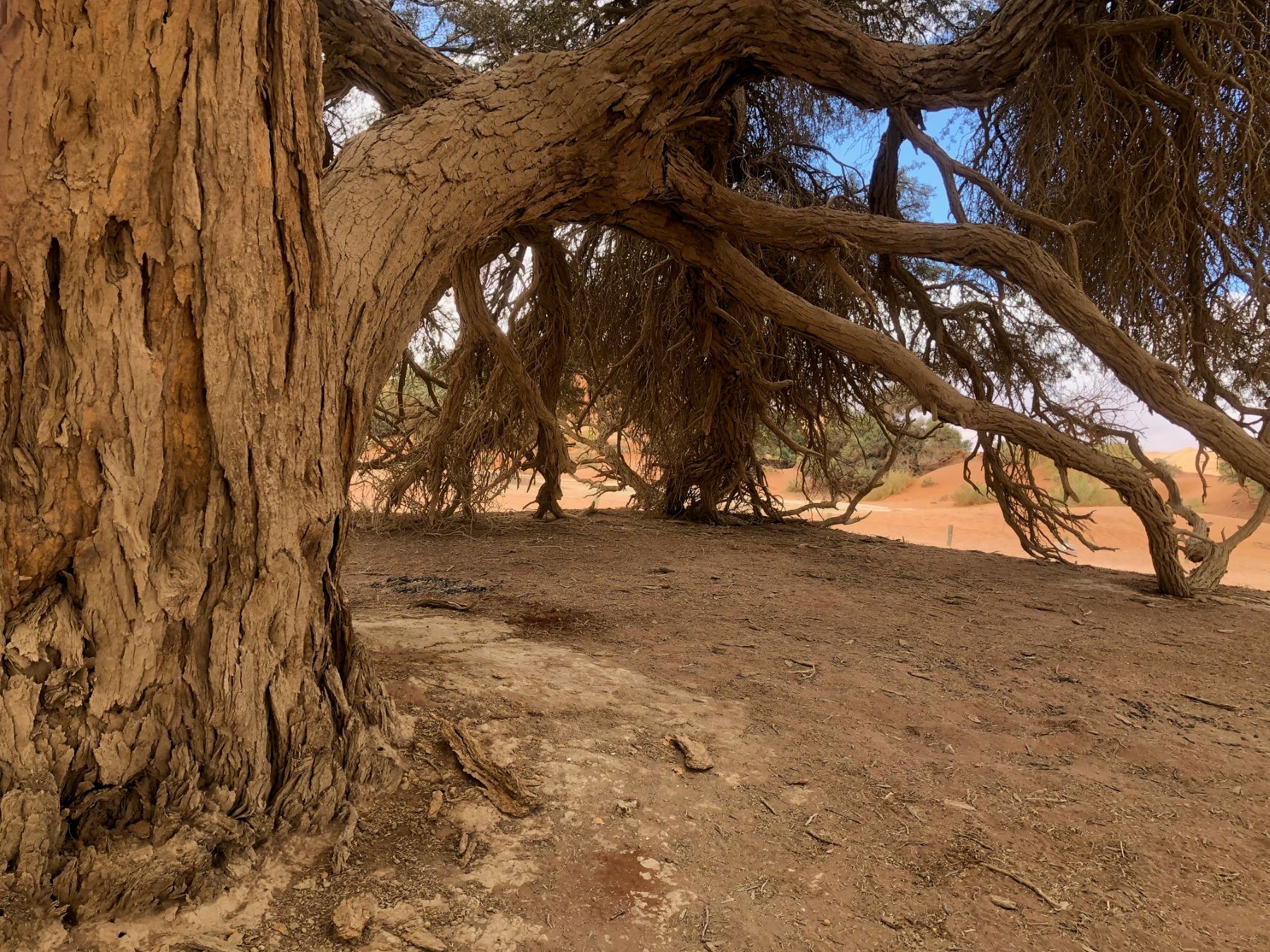 Sossusvlei Dunes, Namibia