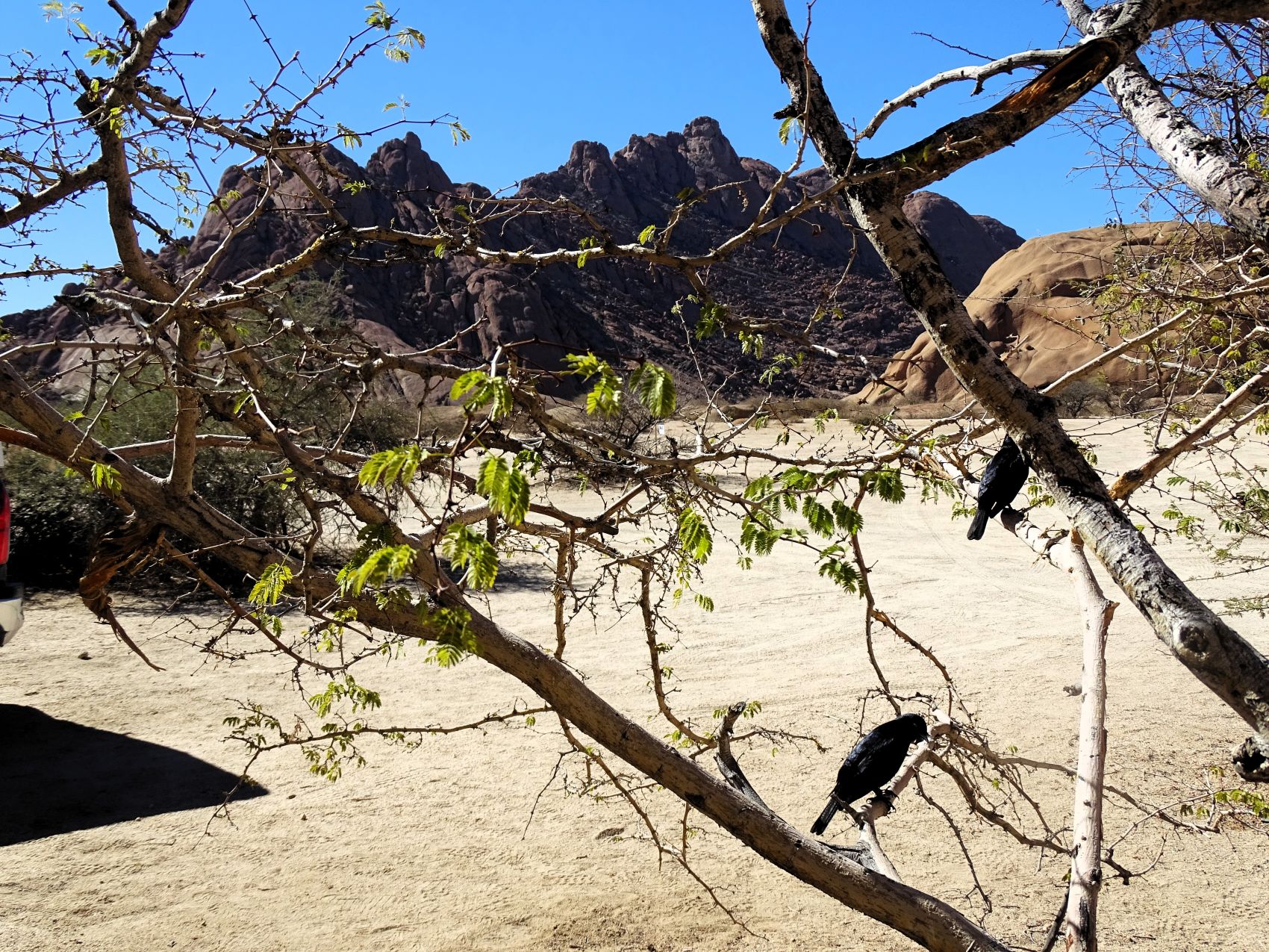 Bull's Party, Erongo, Namibia