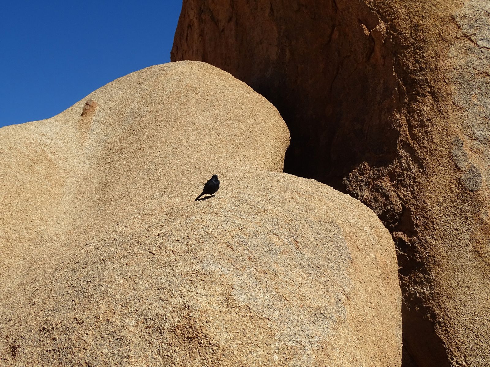 Bull's Party, Erongo, Namibia