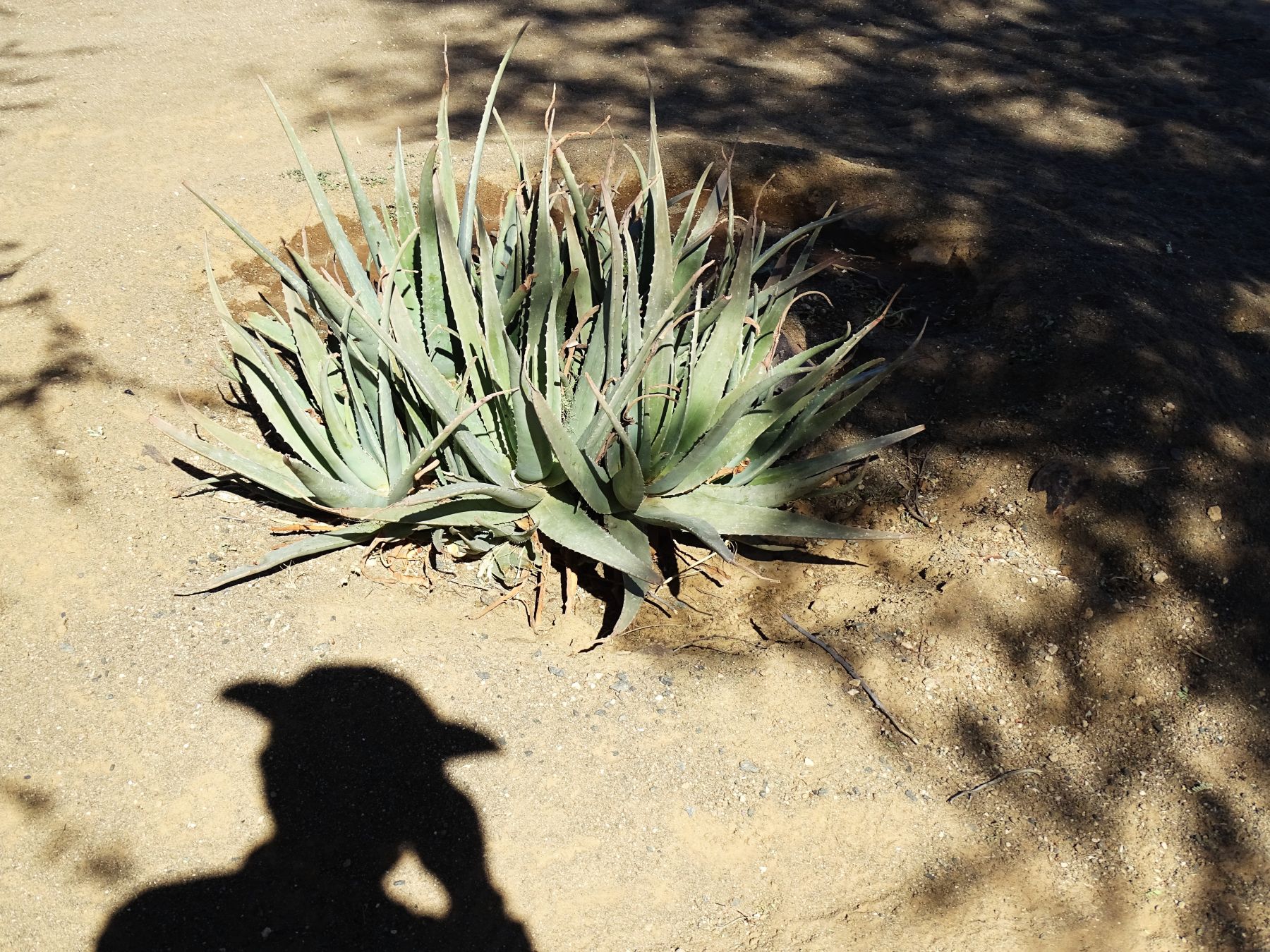 Aloe vera, Garas Park Rest Camp, Keetmanshoop, Namibia