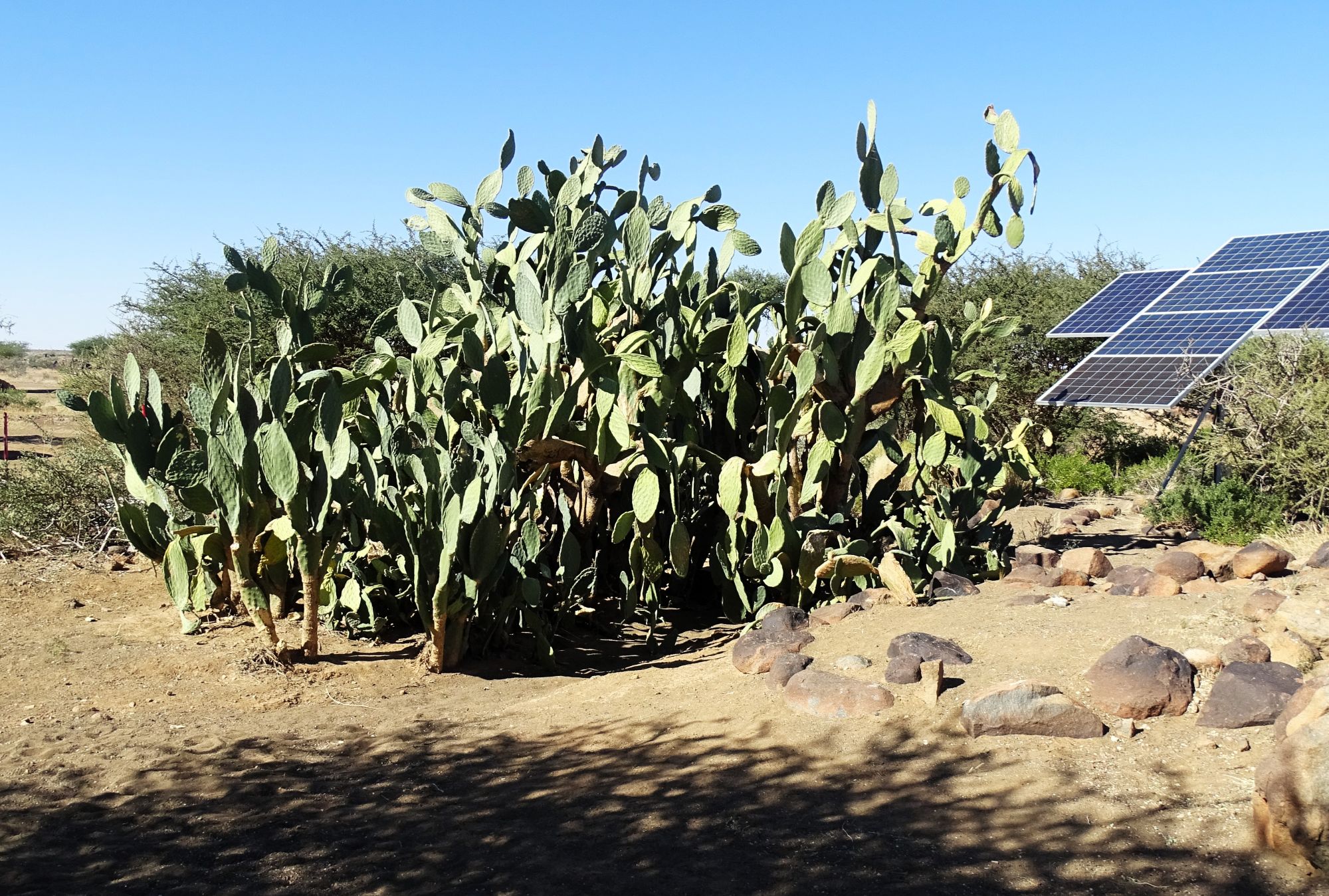 Prickly pear cactus, Garas Park Rest Camp, Keetmanshoop, Namibia