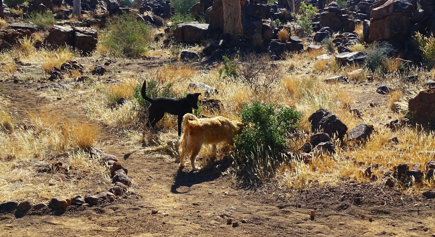 Garas Park Rest Camp, Keetmanshoop, Namibia