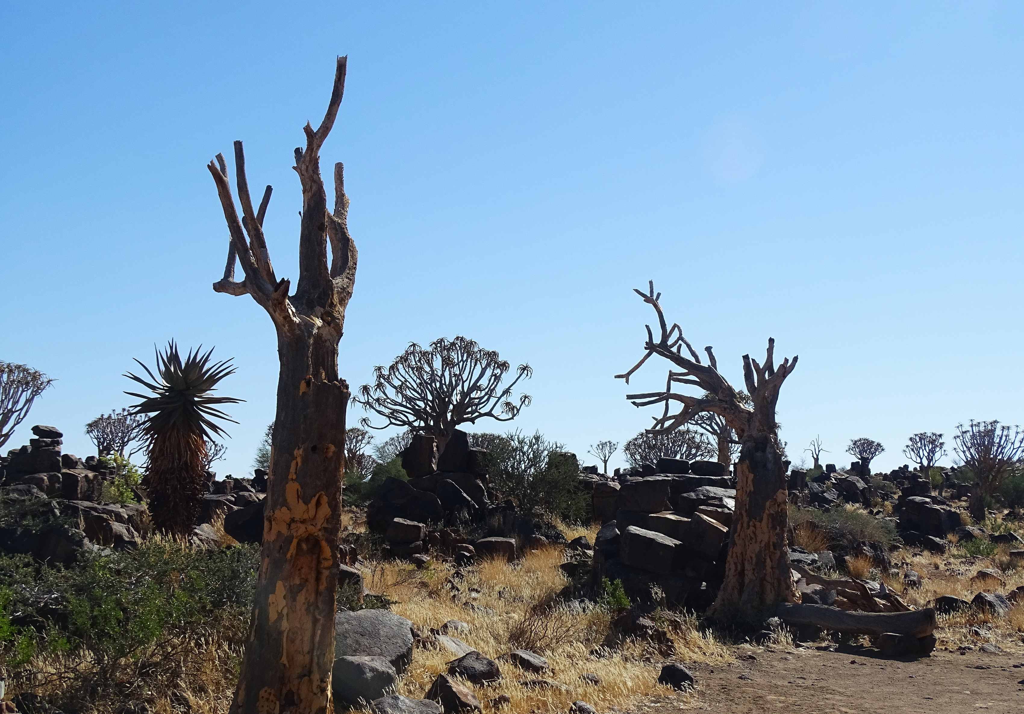 Garas Park Rest Camp, Keetmanshoop, Namibia