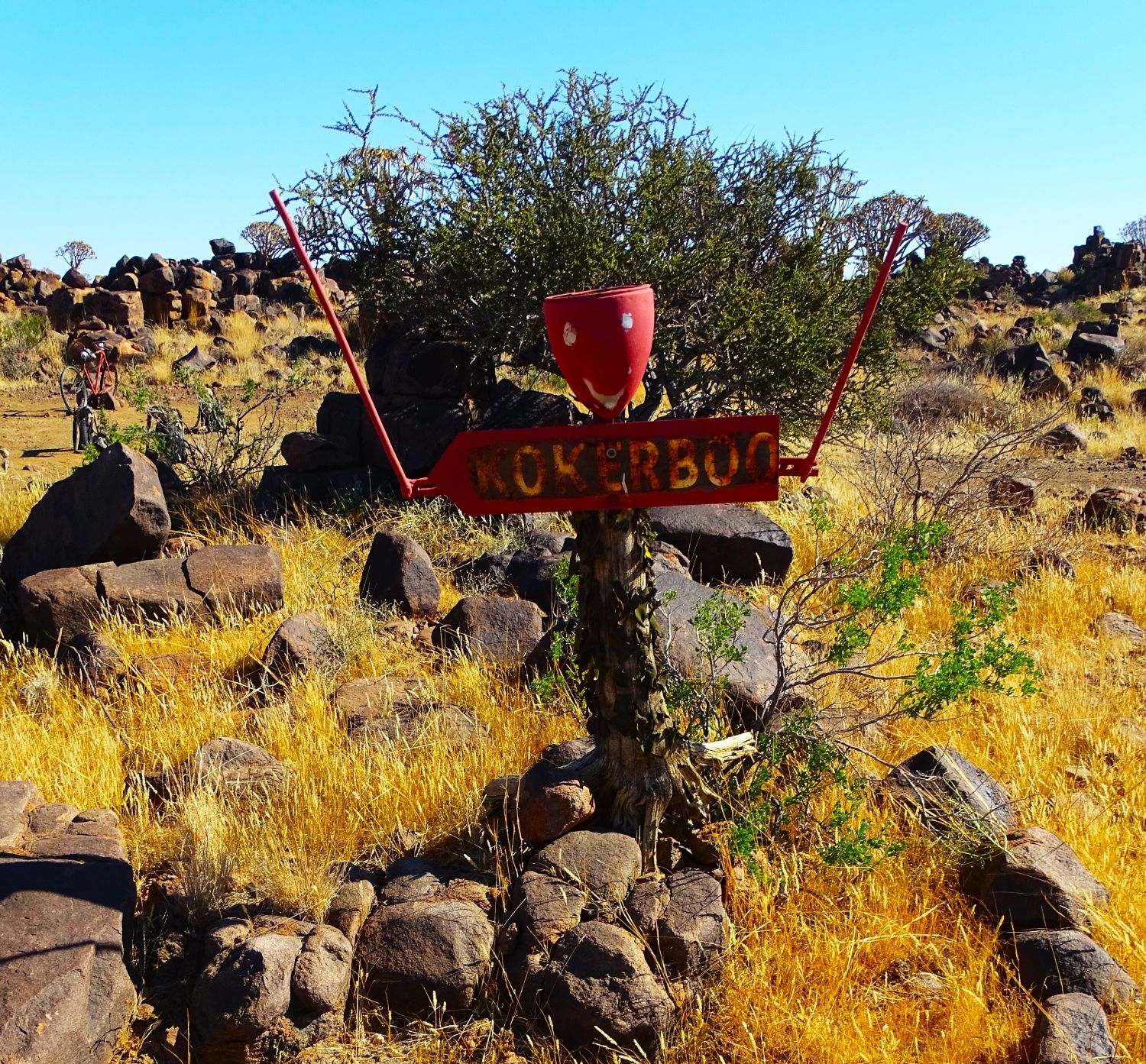 Quiver Tree, Garas Park Rest Camp, Keetmanshoop, Namibia