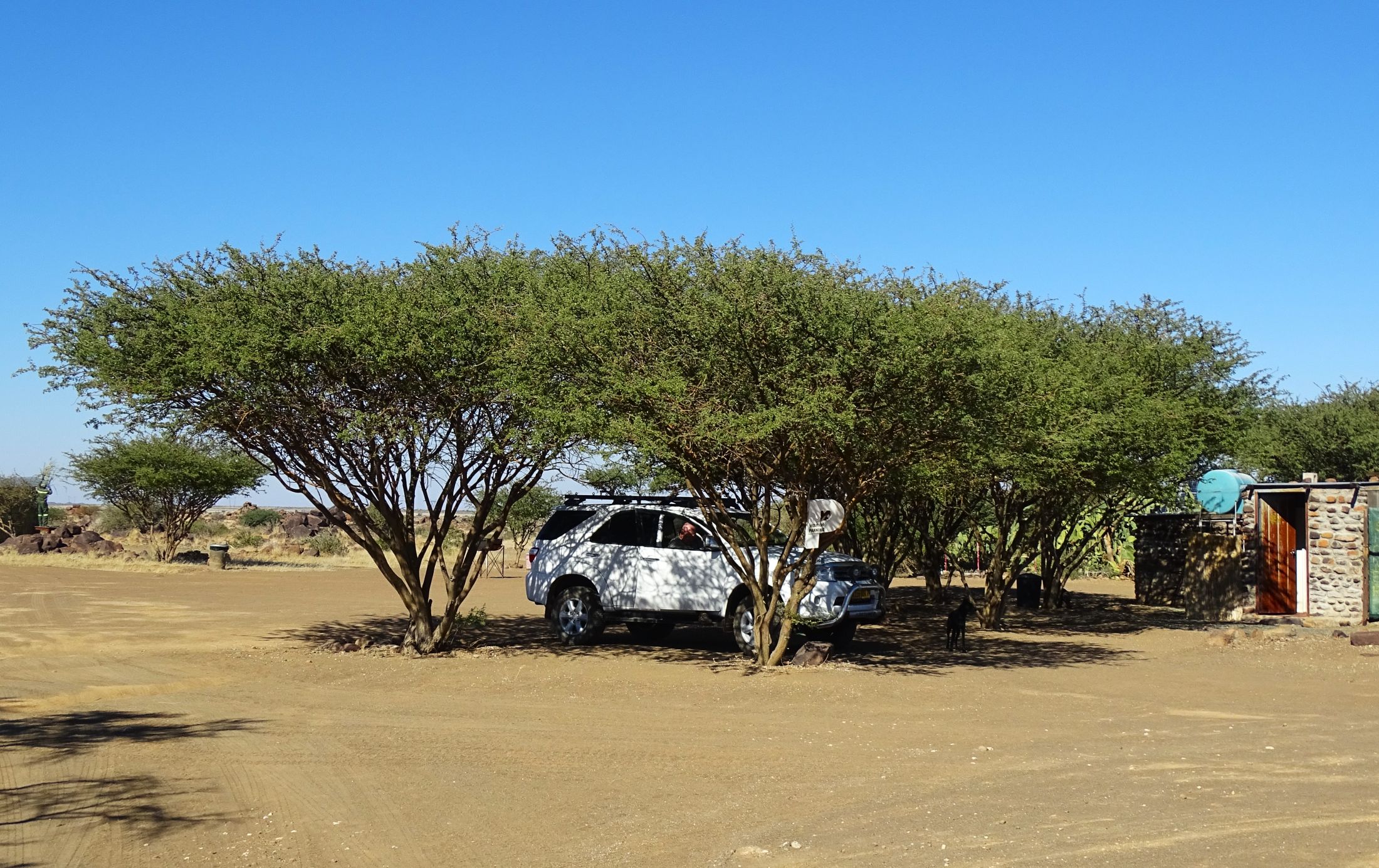 Acacia, Garas Park Rest Camp, Keetmanshoop, Namibia