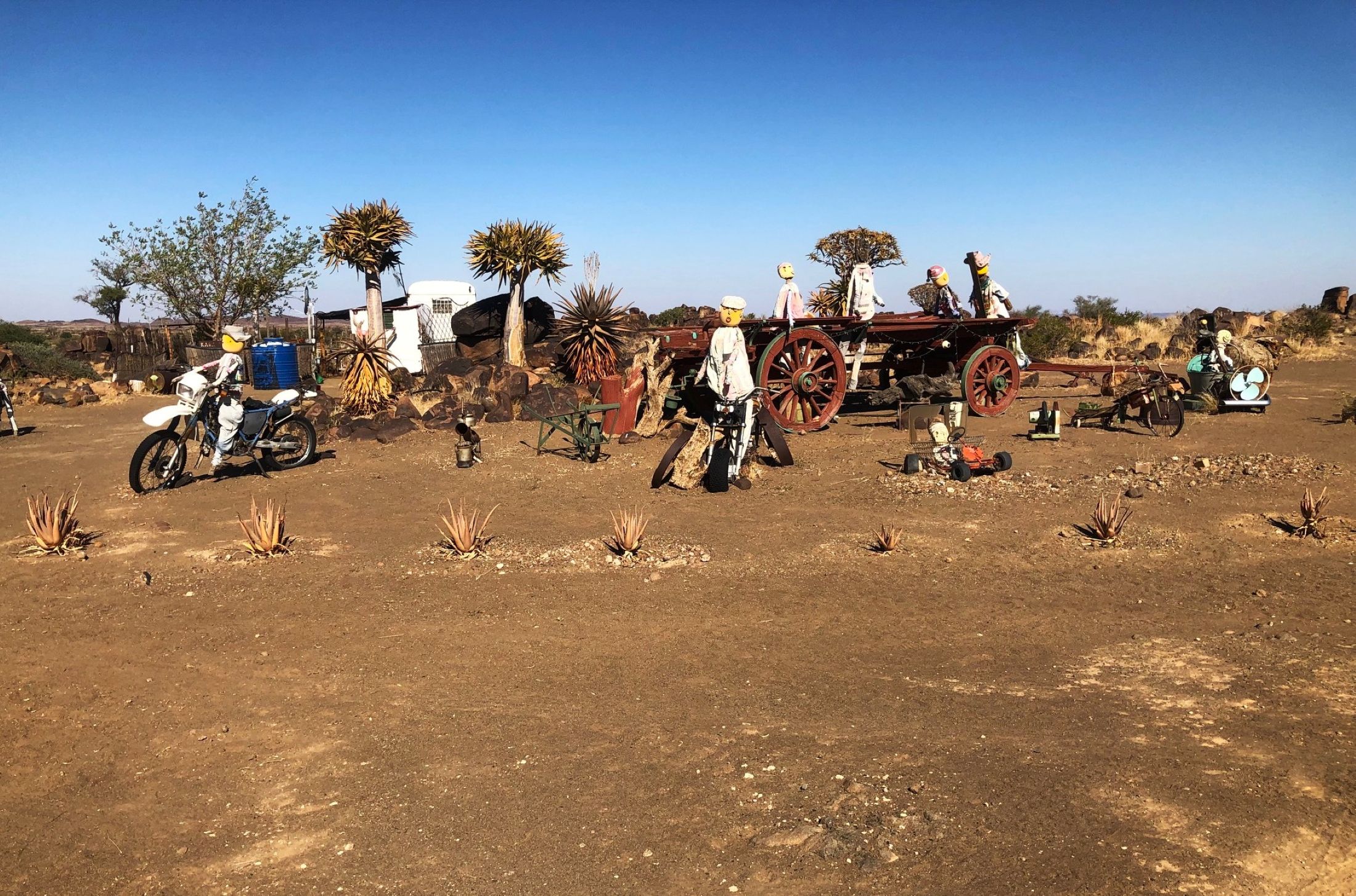 Quiver Tree, Garas Park Rest Camp, Keetmanshoop, Namibia