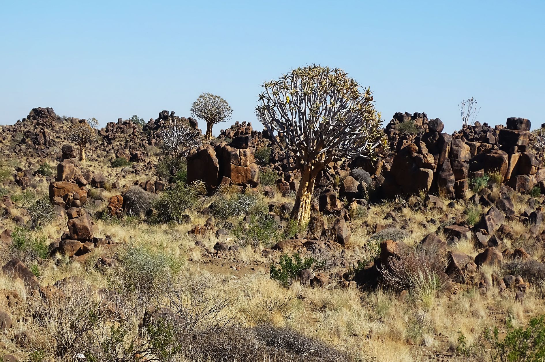 Quiver Tree, Garas Park Rest Camp, Keetmanshoop, Namibia