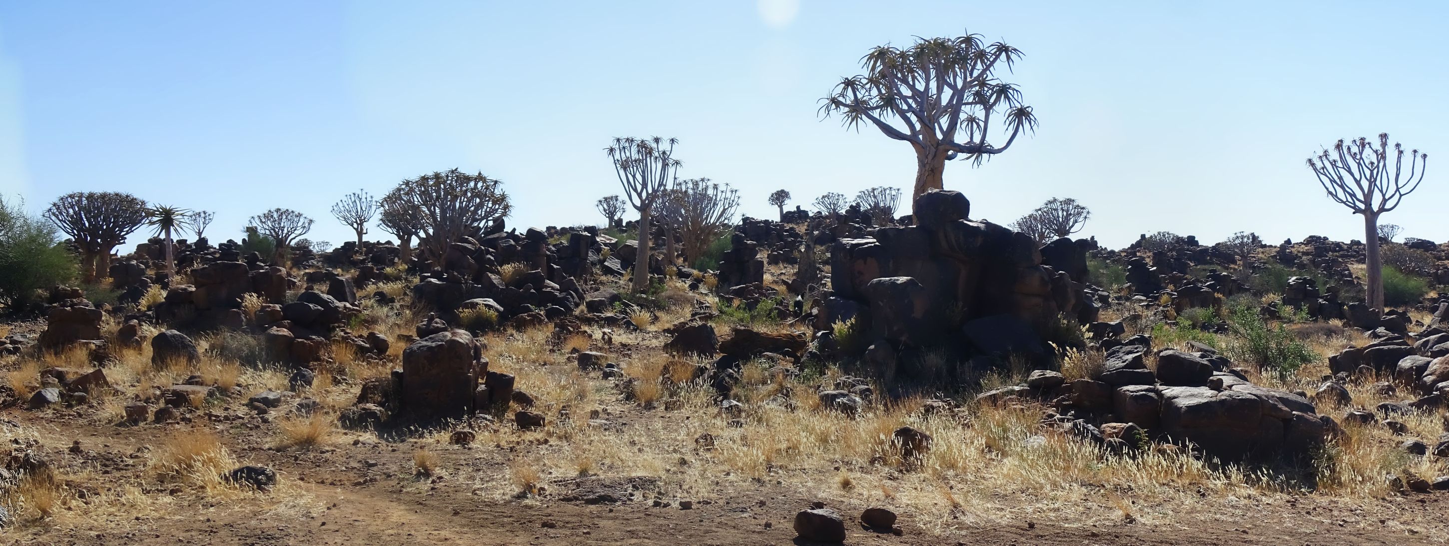 Quiver Tree, Garas Park Rest Camp, Keetmanshoop, Namibia